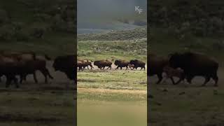 Cunning Grizzly Seizes Opportunity to Hunt Straggling Bison Calf from Fleeing Herd [upl. by Neret895]