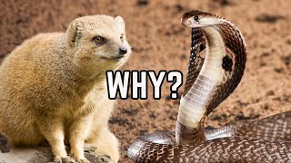 Why Do Mongoose Kill Cobra  Mongoose Vs King Cobra Fight Explained [upl. by Nalani289]