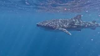 My Holiday  Ningaloo Reef Western Australia [upl. by Seda393]