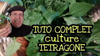 Tetragone Tuto culture de ces épinards Neo Zélandais [upl. by Aened203]