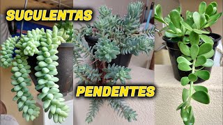 30 ESPÉCIES DE SUCULENTAS PENDENTES COM SEUS NOMES suculentas plantasdecasa plantas [upl. by Erund]