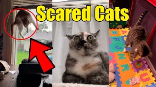 Best Scared Cats Compilation 2021 🙀😹 Reaction [upl. by Bernadene]