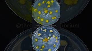 How Does Slime Mold Eat [upl. by Jareen926]