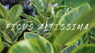 Plant Parenthood Video Series Ficus Altissima Spotlight [upl. by Ahsatak]