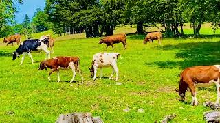 Alpine Serenity Swiss Cows and Goats Parading in Front of the Camera Through Scenic Meadows 🐄🐐🇨🇭 [upl. by Aivirt]