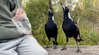 Cheeky Magpies Tiny amp Raisin enjoying Breakfast with me [upl. by Tova]