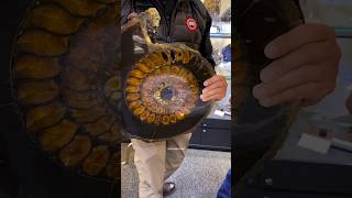 How Ammonite Fossil formed shorts [upl. by Connelley222]