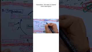 Extrinsic Pathway of Coagulation  HEMOSTASIS [upl. by Rolland]