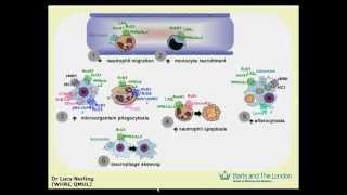 Nutrient mechanisms in inflammation infection and immunity bioactive lipids by Mauro Perretti [upl. by Nedarb]