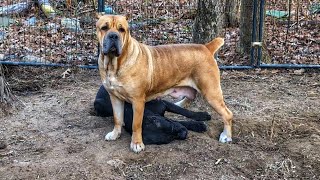 Cane Corso Tries to dominate everyone [upl. by Oletha]