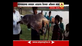 Toranmal Nandurbar  Huge fish [upl. by Mojgan211]