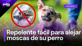 Repelente casero para alejar las moscas de su perro así puede hacerlo con su paso a paso  Pulzo [upl. by Yrrok673]