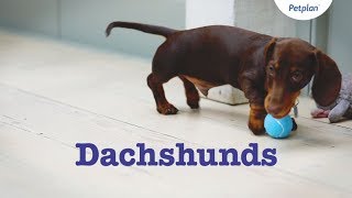 Dachshund Puppies amp Dogs  Breed Facts amp Information  Petplan [upl. by Nedyah]