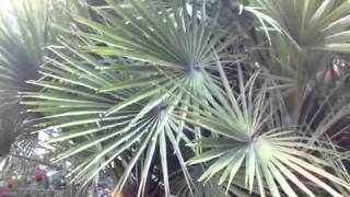 Chamaerops humilis  Mediterranean European Fan Palm [upl. by Ong11]