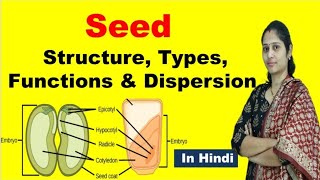 Structure of seed  Types of seed  Definition Function dispersion  NEET  In Hindi [upl. by Lissie234]