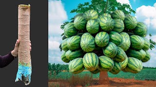 Great technique  Growing papaya with watermelon stimulates super fast fruit production [upl. by Aitnom]