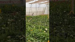 Gerbera Flower Farming  Poly House Polyhouse Gerberaflowers Hyderabad Hyd MarriageDecoration [upl. by Enylcaj978]