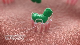 bradykinin blocking receptor  Mechanism of Action MoA Medical Animation [upl. by Ardisi]