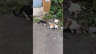 My Pet World  pets petlover love hindi animals [upl. by Asela]