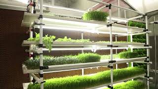 hydroponics fodder system Microgreens system [upl. by Domonic]