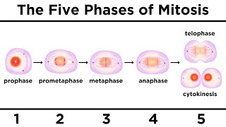 Mitosis How One Cell Becomes Two [upl. by Annaiv]