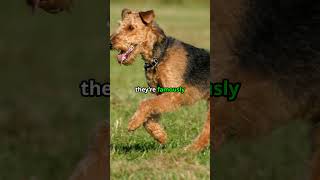 Airedale Terrier Secrets 3 Curious Facts doglover airedaleterrier dogbreeds pets cutedog [upl. by Koeninger]