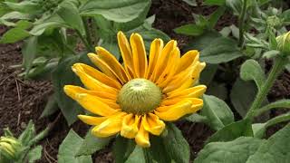 Rudbeckia hirta ´Amarillo Gold´ čes třapatka srstnatá [upl. by Hunley479]