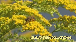 Goldrutenbestäubung durch Bienen und Schmetterling  Goldrautenbestäubung [upl. by Hubie]