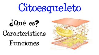 🌐 ¿Qué es el Citoesqueleto 💥 Características y Funciones Fácil y Rápido  BIOLOGÍA [upl. by Llerdnam682]