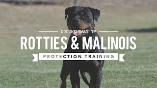 ROTTWEILER VERSUS BELGIAN MALINOIS PROTECTION TRAINING [upl. by Carolus]