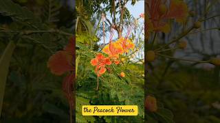 Peacock Flower  Caesalpinia pulcherrima garden flowers nature [upl. by Tatianna369]