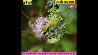 Mimosa pudica Thigmonasty Healing herb Thanks Shubham Gosavi Ratheesh Ravindran freesoundserve [upl. by Ithaman]