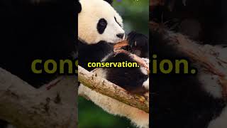 Adorable Giant Panda Moments Cuteness Overload like comment share [upl. by Yenreit]