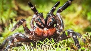 Large funnelweb spider in Booderee National Park [upl. by Isyak781]