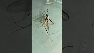 Molting Giant Mayfly Hexagenia limbata Colorado County Texas [upl. by Hofmann]