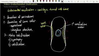 Bio 265 Endochondral Ossification [upl. by Yggep]