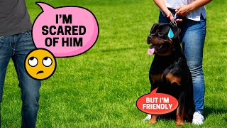 Problems of Owning a Rottweiler [upl. by Ahsien]