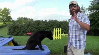 Training Your Labrador Retriever Puppy Part One [upl. by Stover]