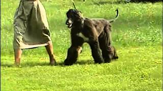 Afghan Hound  AKC Dog Breed Series [upl. by Koeninger]