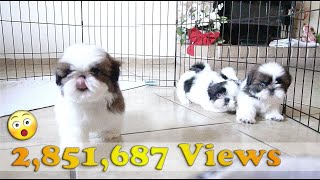 3 Adorable Shih Tzu Puppies  So playful [upl. by Negem]