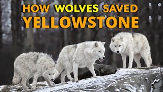 How Wolves Saved Yellowstone [upl. by Vitia]