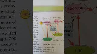 Photosynthesis in higher plants Figure 115 Z scheme of light reaction [upl. by Ttesil]