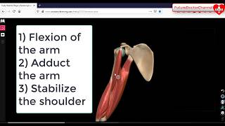 Coracobrachialis Muscle Action  Attachments  Nerves 3D Anatomy Tutorial [upl. by Anihsak143]