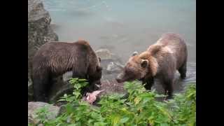 Bears fishing Salmon in the Chilkoot River Haines  Alaska [upl. by Atsugua]