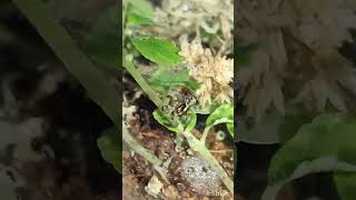 Plexippus paykulli pets spiders invertebrates arachnids jumpingspiders [upl. by Lamberto]