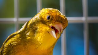 BEST CANARY SINGING LIVE  CANTO CANARIO  SERINUS CANARIA [upl. by Charbonnier678]