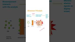 Biosensor principle [upl. by Langdon]