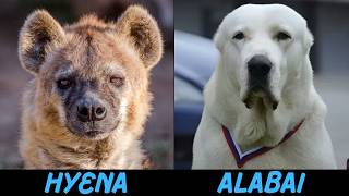 Can a 170Pound Monster Alabai Take Down a Spotted Hyena [upl. by Almeida]