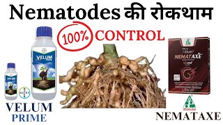 Nematode Control  नेमाटोड को कैसे कंट्रोल करें Bayer Velum Prime  Dhanuka Nemataxe Paecilomyces [upl. by Ard45]