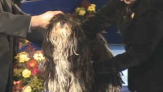 Rare Corded Havanese Dog Competes at National Dog Show [upl. by Chesna578]